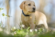 펫시터 반려동물관리사/애견미용사 자격증 온라인 교육과정 무료수강 이벤트 개시