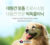 대형 반려견 관절염, 중증의 경우 수술 필요