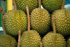 두리안과 비슷한 열대과일 잭푸르트(jackfruit), 어떤 맛?