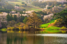 봄여행지 장소 추천 가평 가볼만한곳  다양한 테마의 풀빌라 추천지로 유명해!  가평 에덴벚꽃길 벚꽃축제일정은?