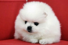 강아지분양업체 컴투펫 성남점, 봄맞이 최대 50% 할인이벤트 진행