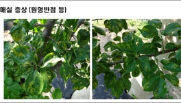 농진청, 자두곰보병 피해 최소화 위한 방제 당부
