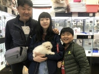 평택 소사벌 강아지분양전문업체 컴투펫, 봄맞이 강아지분양 50% 이벤트분양