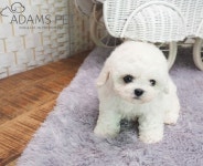 강아지분양 전문업체 아담스펫, 수준 높은 분양 서비스와 24시간 상담서비스 제공