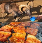 [홍천 대명비발디파크 맛집여행] 강원도 3대 고기집으로 유명한 조박사화로구이