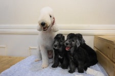 부산 애견미용 키티앤퍼피, 애견미용·목욕·호텔 등 반려견을 위한 모든 것