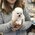 평택 강아지분양, 컴투펫 고양이 런칭 50% 이벤트분양