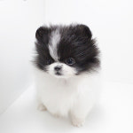 신림 강아지분양 신사독, 반려동물 입양 고려한다면 업체 선정에 주의해야