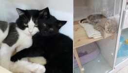 고양이 무마취 미용 전문, 인천 반려동물 미용실 야옹아놀자