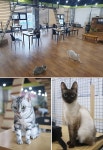 운동은 군산 필라테스&요가 전문 트루바디, 힐링은 고양이카페 고양이랑놀자