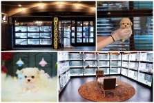 24시간 강아지분양, 고양이분양 가능한 강남, 인천 미유펫 9월 이벤트로 합리적인 분양가 선사