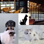 강아지·고양이 분양 전문 애견샵 미유펫, 최대 85% 할인 이벤트 선봬