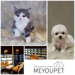 고양이분양 애견샵 ‘미유펫’, 철저한 사후관리 보장 진행