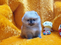 광주 강아지 분양 펫왕국, 다채로운 혜택들로 초보 견주의 진입장벽 낮춘 애견분양샵