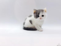 경상 지역 고양이 분양 전문 업체 ‘제나캣’, 최대 80% 특별 할인 이벤트 연장