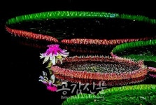 달성군, 송해공원에 빅토리아수련 활짝 피었네!