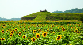 축제와 함께하는 연천 호로고루 화제, 해바라기 만개 마지막 타임