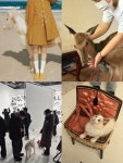 동물모델에이전시 펫포커스, 강아지·고양이 모델 등 특수동물촬영 시스템 운영