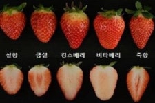딸기, 알고 먹으면 더 맛있다! | 설향, 죽향, 킹스베리...품종별 당도와 비타민C 함유량