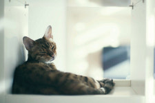 [화보] 게으른 고양이의 어떤하루 /