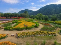 가을엔 꽃길만 걸어요, 전국 꽃축제 3곳 /