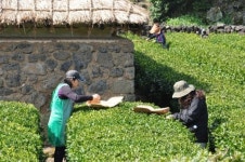 녹차원 체험행사...수제차(茶) 한번 만들어 볼까나