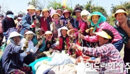 한라산 청정 고사리축제 26일 서귀포 남원읍서 개막