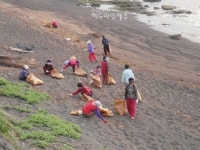 안덕면, 화순금모래해변서 해안정화 봉사활동 전개