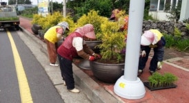 사계절 꽃 향기 물씬...서귀포 안덕면 꽃길조성 한창