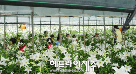 서귀포 월평화훼마을, 향기가득 백합꺾기 행사 개최