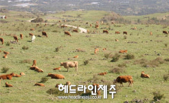 서귀포시, 마을목장 지원사업 추진 효율화