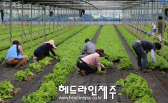 메르스가  상추도 울렸네... 소비부진으로 자율폐기 결정