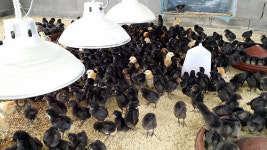 토종닭 복원 우리맛닭, 병아리 분양신청 쇄도