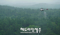 서귀포시, 소나무재선충병 맞춤형 지상방제 추진