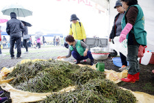 한라산 고사리 축제 개막...고사리 꺾으러 오세요
