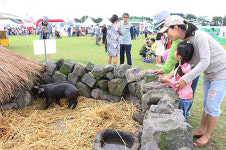 제주돼지 위상 떨쳤다...제주도새기축제 폐막