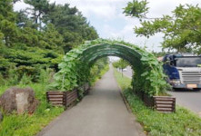 제주시내 거리에 덩굴식물 화분 터널 이색 가로수길 눈길