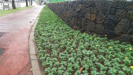 화북동, 화북초교 앞 일주동로 꽃길 조성