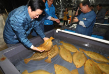 원희룡 지사 황금넙치, 제주 특화 품종으로 개발 필요