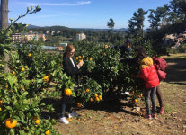 제주감귤박물관 감귤 따기 체험 인기몰이