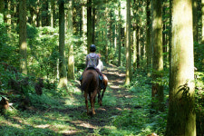 말 타고 숲길 걸어요...제주 몰랑몰랑 아카데미 개강