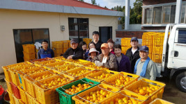 한진그룹 제주 임직원, 가시리마을 농가 감귤따기 봉사활동 구슬땀