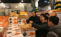 감귤값 안정화 전략 서울 가락시장 상인 얘기 들어보니