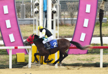 렛츠런파크 제주, 새해 첫 경주 황이명성 우승