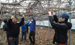 제주서부농업기술센터, 참다래 재배기술 발표회 개최