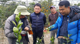 제주 서부농업기술센터, 감귤원 정지.전정 현장 컨설팅 진행