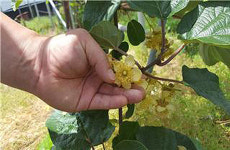 서귀포농업기술센터, 키위 수꽃가루 생산 현장 컨설팅 강화