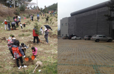 도로확장 핑계로 잘려나간 벚나무들...소홀한 녹지보전 빈축