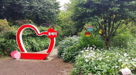 형형색색의 수국 향연...휴애리 수국축제 14일 개막