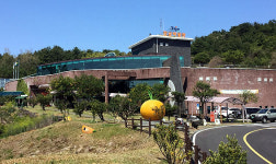 서귀포감귤박물관, 감귤연구소 신품종 감귤나무 선보여